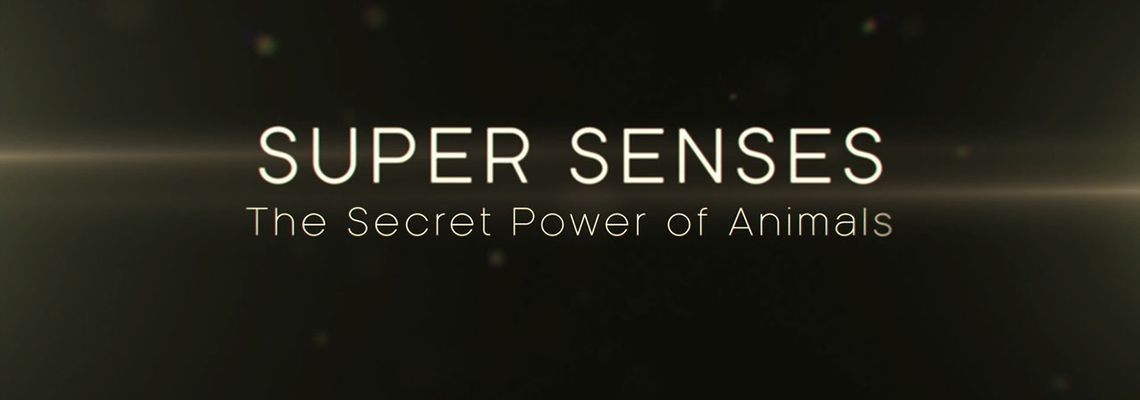Cover Super Senses: The Secret Power of Animals