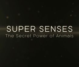 image-https://media.senscritique.com/media/000016944993/0/super_senses_the_secret_power_of_animals.jpg