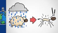Why Don’t Sheep Shrink In The Rain?