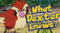 What Dexter Knows: Pidgey