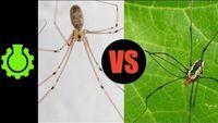 Are Daddy Longlegs Spiders? (Re: 8 Animal Misconceptions Rundown)
