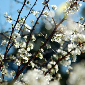 Incidents in Spring (EP)