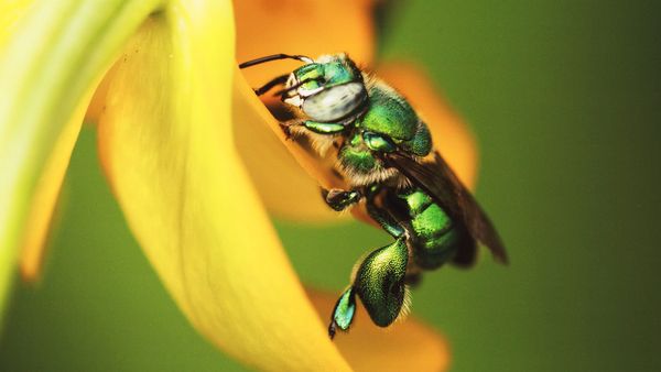 Mexico: Earth's Festival of Life