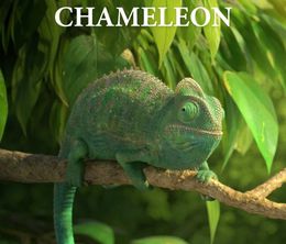 image-https://media.senscritique.com/media/000017018822/0/our_wonderful_nature_the_common_chameleon.jpg