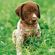Avatar petitchien Avatar petitchien