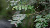 Part Tekau Mā Toru: Whānau Day