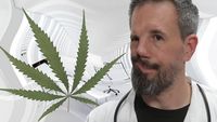 Les effets du cannabis sur le corps