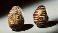 Décodage de l'oeuf cosmique