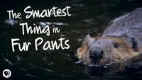 Beavers: The Smartest Thing in Fur Pants