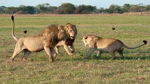 Les lions des marais