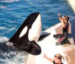 image-https://media.senscritique.com/media/000017210032/0/marineland_tout_un_monde.jpg