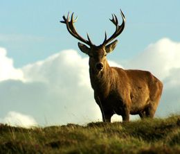 image-https://media.senscritique.com/media/000017216249/0/animaux_du_pays_de_galles_cap_au_sud.jpg