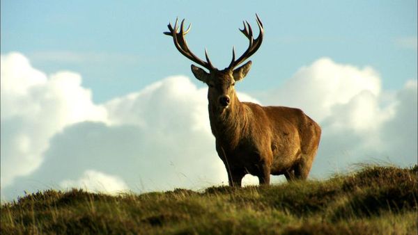 Animaux du Pays de Galles: Cap au sud