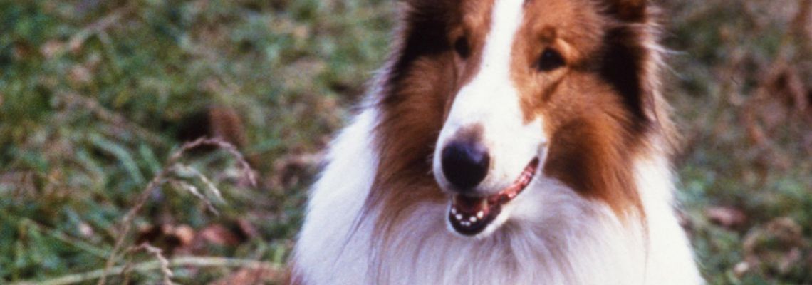 Cover Lassie : Des amis pour la vie