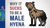Why It Sucks to Be a Male Hyena