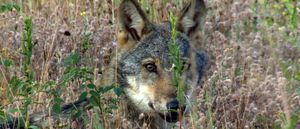 Les loups, nos voisins