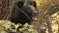 Moon Bear Chronicle: Unraveling the Mysteries