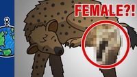 Why Do Female Hyenas Have Pseudo-Penises?!