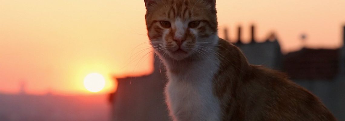 Cover Kedi : Des Chats et des Hommes