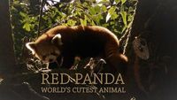 Red Panda: World's Cutest Animal