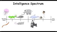 The Spectrum of Intelligence