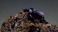 Dung Beetle Star Search