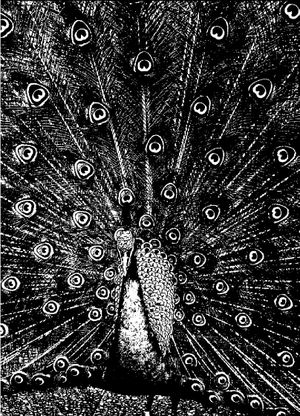 Merzphysics