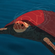 Avatar AuroreBleue Avatar AuroreBleue