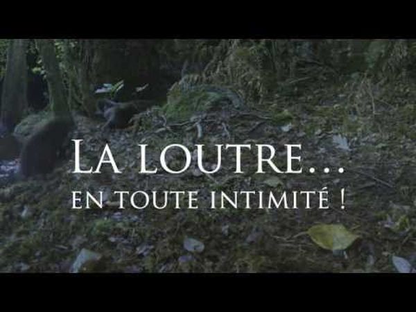 La loutre… en toute intimité !