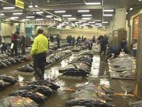 Tsukiji Market