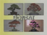 Bonsai