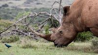 Rescuing White Rhino in South Africa