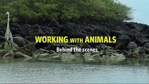 Working with animals
