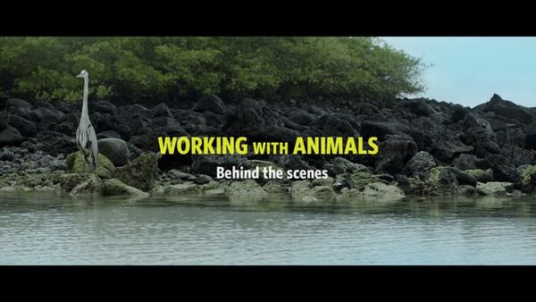 Working with animals