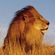 Avatar Lion Majestueux Avatar Lion Majestueux