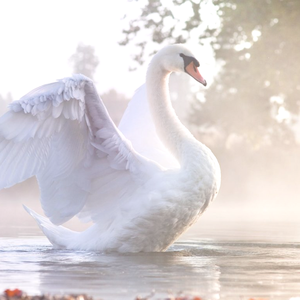 Swan in the Mist (Single)