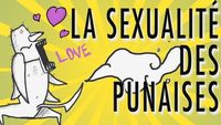 La sexualité des punaises !