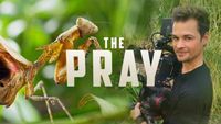 The Pray
