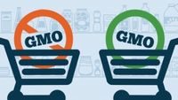 Are GMOs Good or Bad