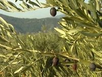 L'huile d'olive: l'huile au trésors