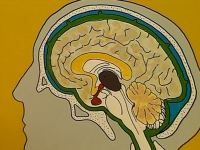 Le cerveau 1: Les Sorciers se prennent la tête