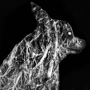 Root Canine II