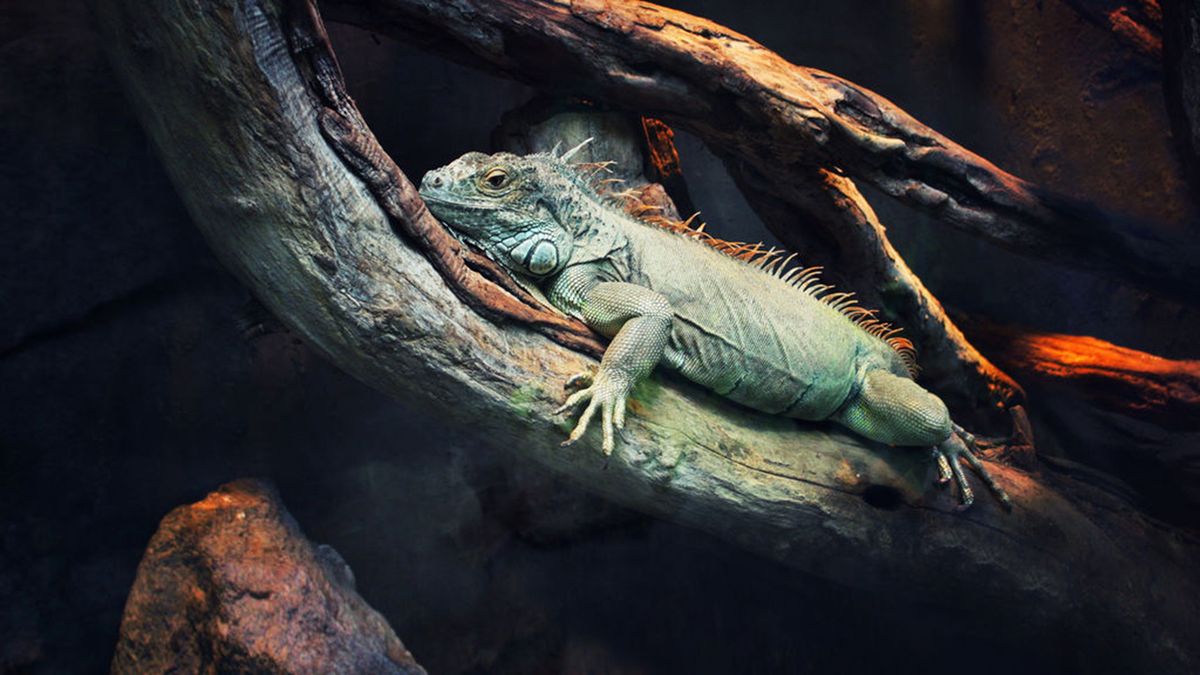 Les 72 Animaux Les Plus Dangereux 72 animaux dangereux en Amérique latine - série (2017) - SensCritique