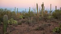 Saguaro