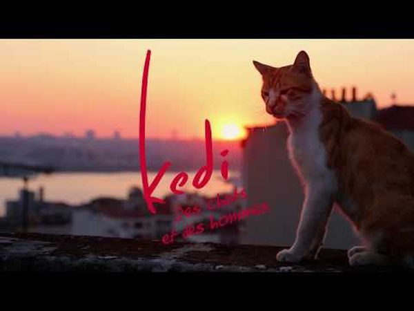 Kedi : Des Chats et des Hommes