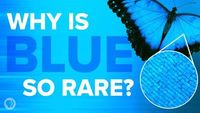Why Is Blue So Rare In Nature?