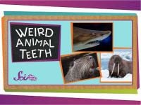 Weird Animal Teeth