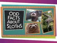 Odd Facts About Sloths