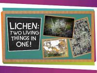 Lichen: Two Living Things In One