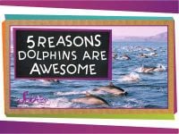 5 Reasons Why Dolphins Are Awesome